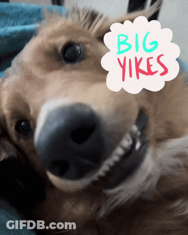A Dog With Big Yikes Written On A Cloud GIF