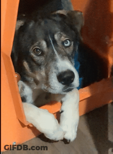 A Dog With Blue Eyes Is Laying In An Orange Doghouse GIF