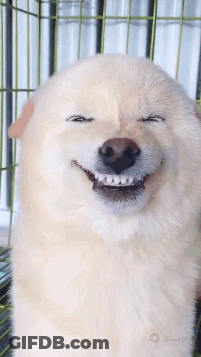 A Dog With Braces On Its Teeth Is Making A Funny Face In A Cage . GIF