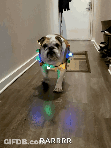 A Dog With Christmas Lights Around Its Neck Is Walking Down A Hallway With The Words Rarrrr Below It GIF
