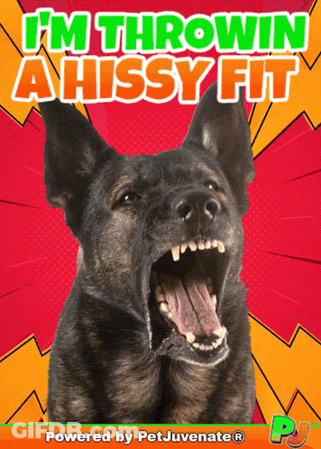 A Dog With Its Mouth Open And The Words I 'M Throwin A Hissy Fit Behind It GIF
