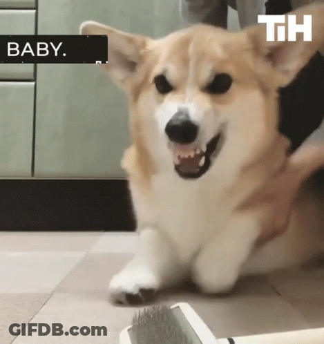 Dog Being Brushed With Th Letters Behind GIF