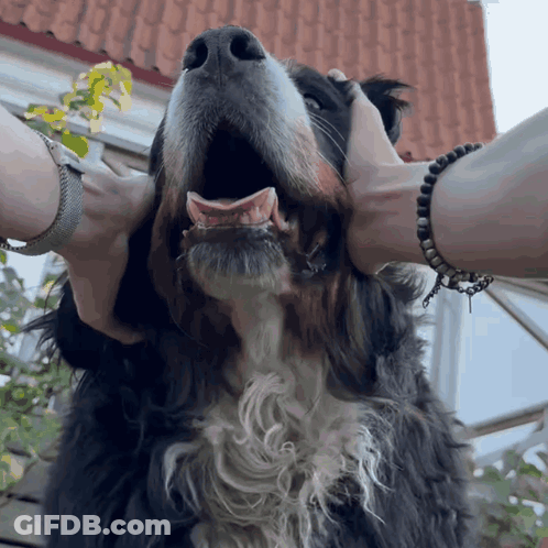 A Dog With Its Mouth Open Is Being Held By A Person GIF