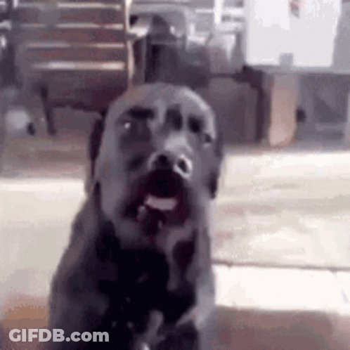 A Dog With Its Mouth Open Is Sitting On The Floor In A Room . GIF