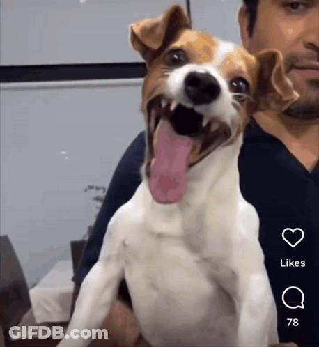 A Dog With Its Tongue Hanging Out Is Being Held By A Man With Likes On The Bottom Left GIF