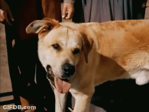A Dog With Its Tongue Hanging Out Standing Next To A Person GIF