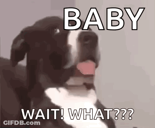 A Dog With Its Tongue Out And The Words Baby Wait What On It GIF