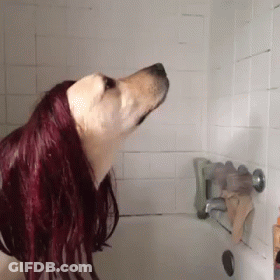 A Dog With Red Hair Is Standing In A Bathroom GIF