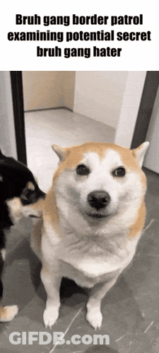 A Dog With The Caption Bruh Gang Border Patrol Examining Potential Secret GIF