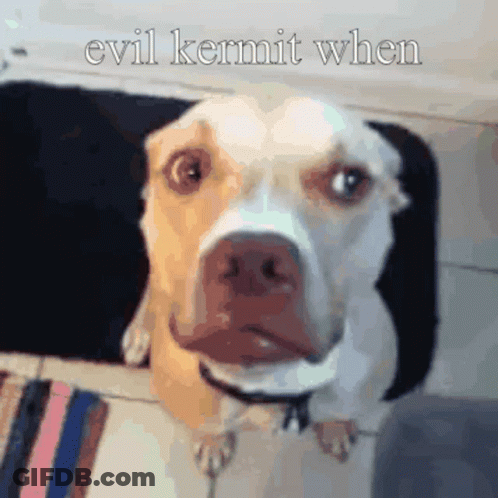 A Dog With The Words Evil Kermit When Written Above It GIF