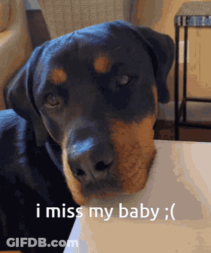 A Dog With The Words I Miss My Baby On The Bottom GIF