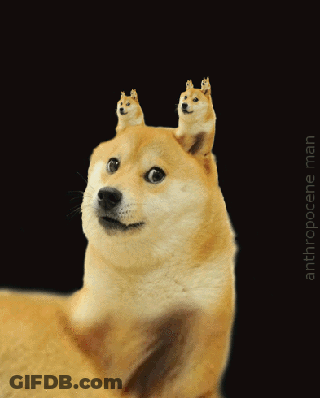 A Dog With Two Cats On Its Head And The Words " Anthropocene Man " Below It GIF
