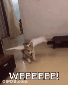 A Dog With Wings Is Running In A Living Room And Says Weeeee ! GIF