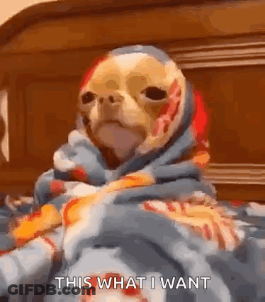 A Dog Wrapped In A Blanket With The Words `` This What I Want '' Written On It . GIF
