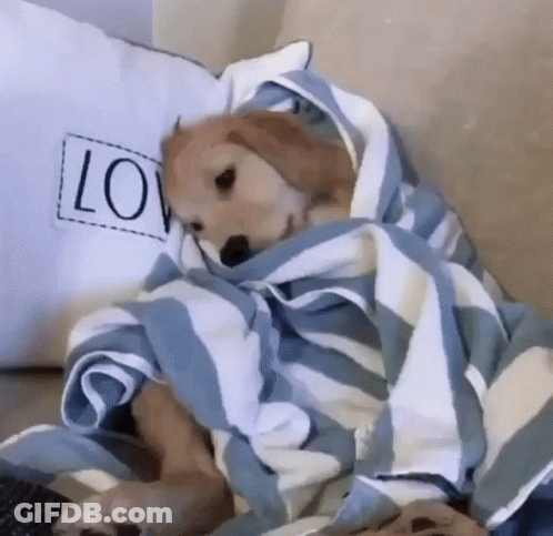 A Dog Wrapped In A Blue And White Striped Blanket With A Love Pillow Behind It GIF