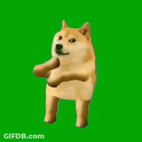 Doge Standing On Hind Legs Looking At Camera GIF