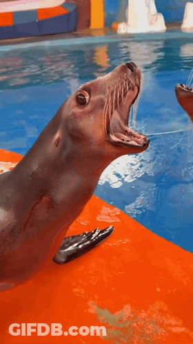 A Dolphin Is Jumping Out Of The Water In Front Of A Water Slide GIF