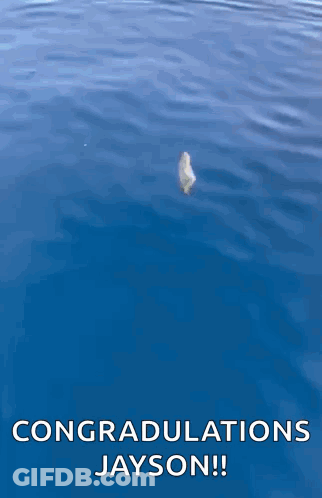 A Dolphin Is Jumping Out Of The Water With The Words `` Congratulations Jayson '' Below It . GIF