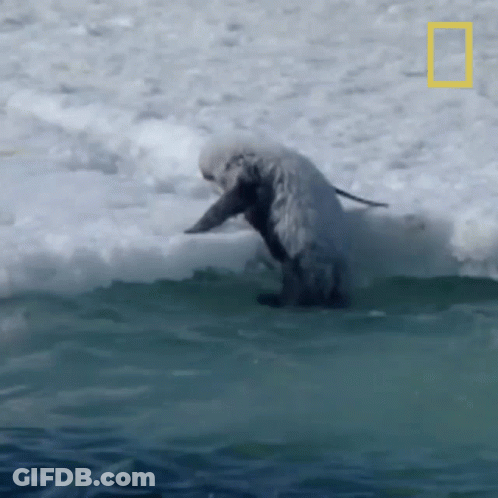 A Dolphin Is Riding A Wave In The Ocean With The National Geographic Logo In The Background GIF