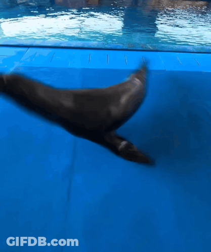 A Dolphin Is Standing On A Blue Mat In The Water GIF