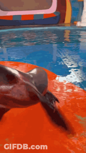 A Dolphin Is Standing On Its Hind Legs In Front Of A Water Slide GIF
