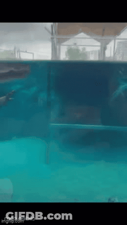 A Dolphin Is Swimming In A Pool With A Fence In The Background . GIF