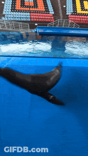 A Dolphin Is Swimming In A Pool With The Letter U On The Bleachers In The Background GIF