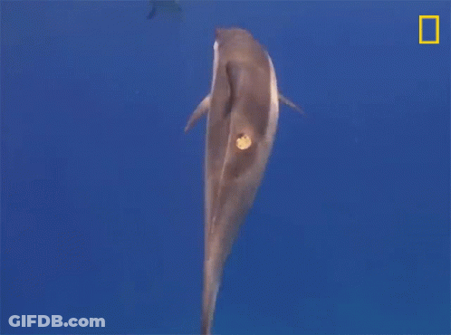 A Dolphin Is Swimming In The Ocean With A Yellow Border GIF