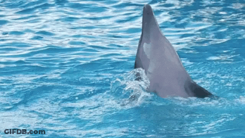 A Dolphin 'S Tail Is Visible In The Ocean GIF