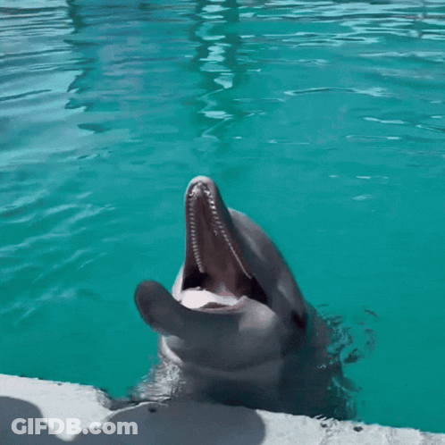 A Dolphin With Its Mouth Open Looks At The Camera GIF
