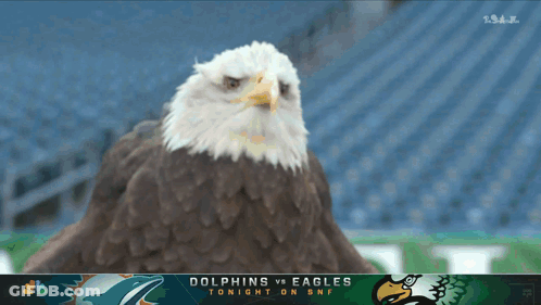 A Dolphins Vs Eagles Game Is Being Played Tonight GIF