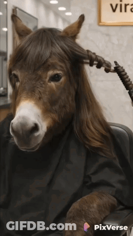 A Donkey With Long Hair Is Getting Its Hair Straightened By A Person GIF