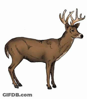 A Drawing Of A Deer Showing The Skeleton And Heart GIF