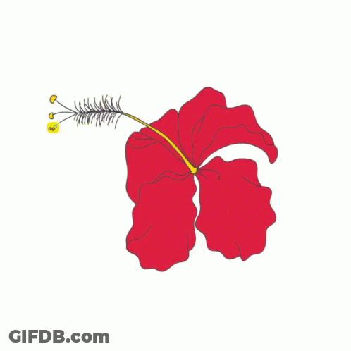 A Drawing Of A Hibiscus Flower With A Yellow Center GIF