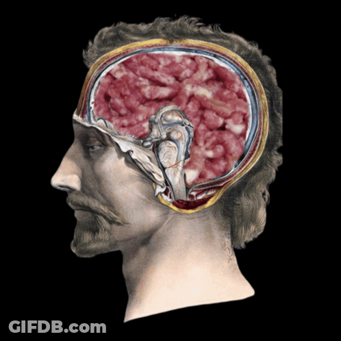 A Drawing Of A Man 'S Head With A Cut In Half Showing The Inside Of His Brain GIF