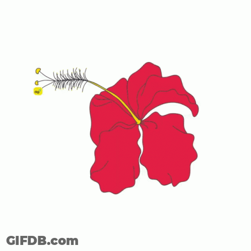 A Drawing Of A Red Flower With Yellow Stamens GIF