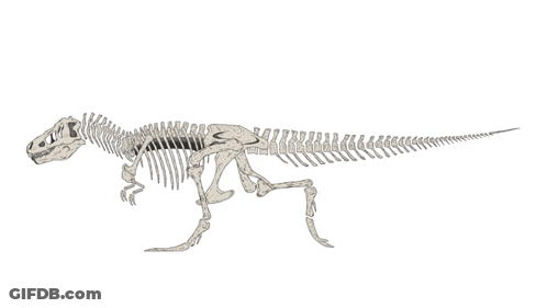 A Drawing Of A Skeleton Of A Dinosaur Walking GIF