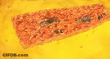 A Drawing Of A Slice Of Pizza With Raisins On It GIF