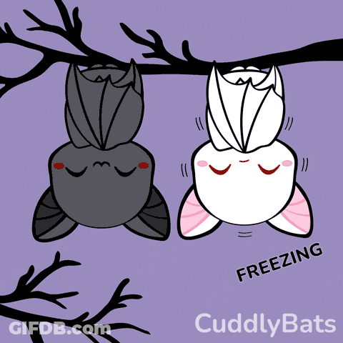 A Drawing Of Two Bats Hanging Upside Down With The Words Cuddly Bats Written Below Them GIF