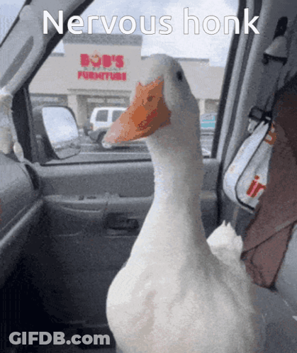 A Duck In A Car With A Bob 'S Furniture Store Behind It GIF