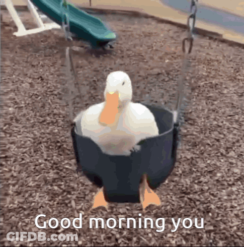 A Duck Is Sitting In A Swing With The Words `` Good Morning You '' Written Below It . GIF