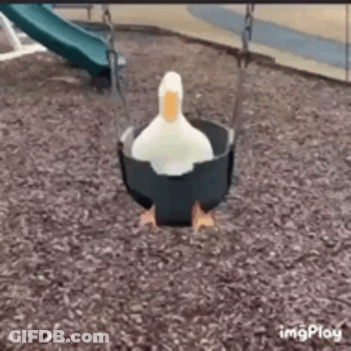 A Duck Is Sitting On A Swing In A Park . GIF