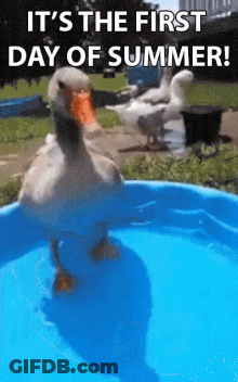 A Duck Is Standing In A Pool Of Water With A Caption That Says `` It 'S The First Day Of Summer '' . GIF