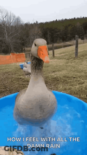 A Duck Is Standing In A Pool Of Water With The Words How I Feel With All The Damn Rain Below It GIF