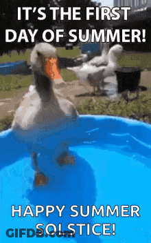 A Duck Is Standing In A Pool Of Water With The Words `` It 'S The First Day Of Summer Happy Summer Solstice '' . GIF
