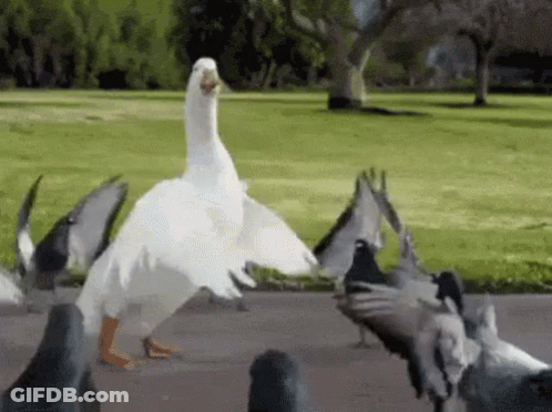 A Duck Is Standing In Front Of A Flock Of Pigeons . GIF