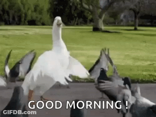 A Duck Is Standing In Front Of A Flock Of Pigeons And Says `` Good Morning '' . GIF