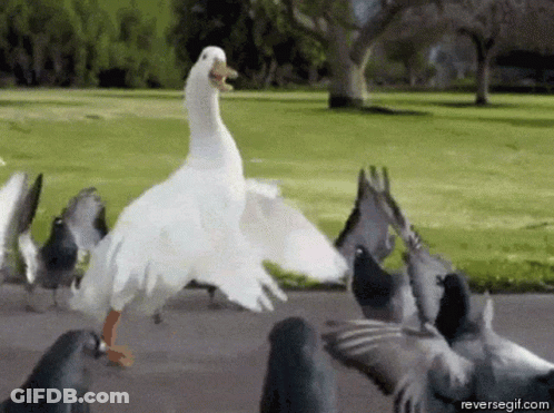 A Duck Is Standing In Front Of A Flock Of Pigeons .. GIF