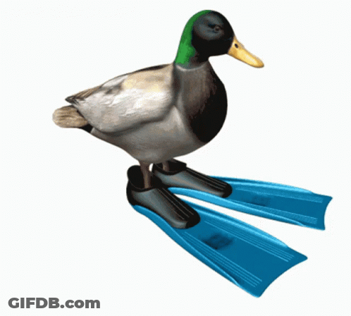 A Duck Is Standing On A Pair Of Blue Swimming Fins GIF