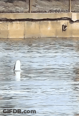 A Duck Is Swimming In A Body Of Water With A Concrete Wall In The Background GIF